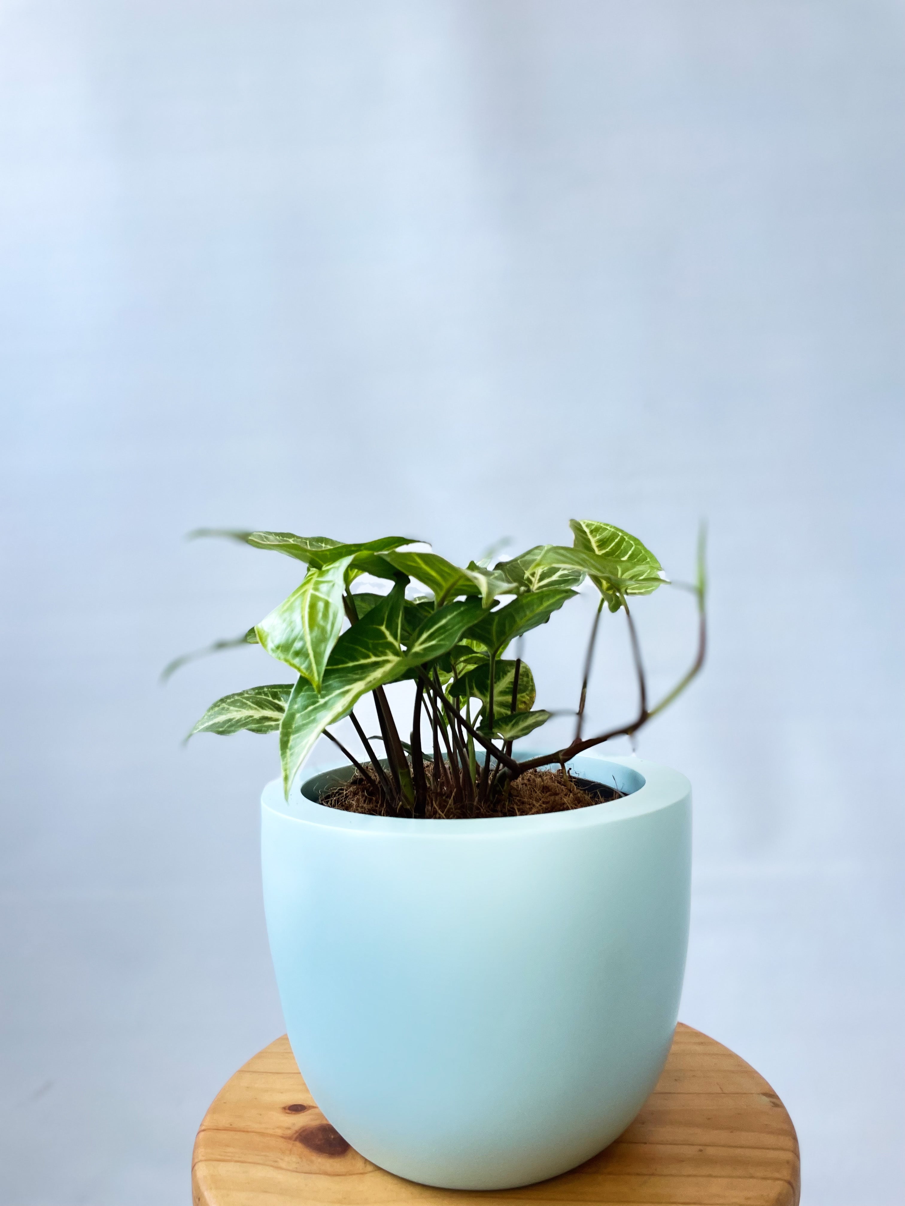 Maceta Diseño Pot de Fibra de Vidrio + Planta
