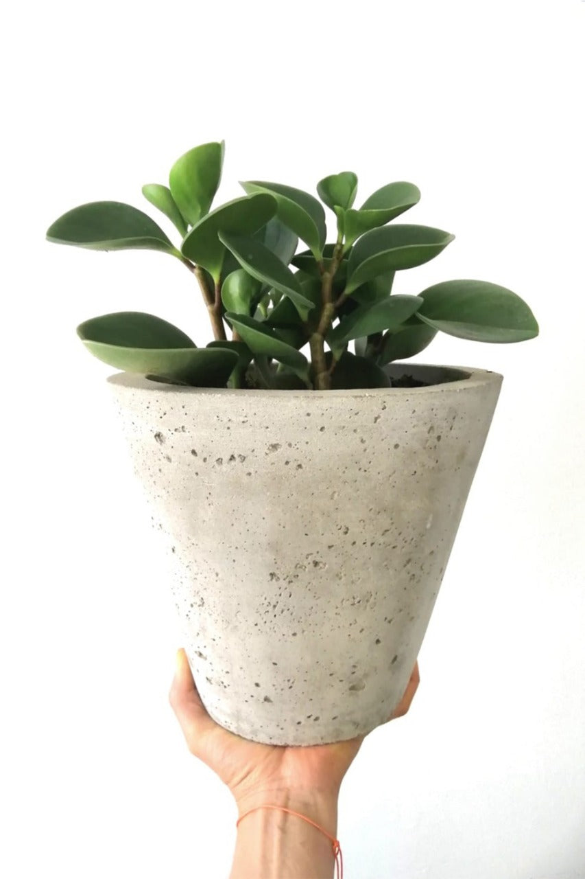Maceta Diseño Vaso de Cemento Poroso + Planta Peperomia
