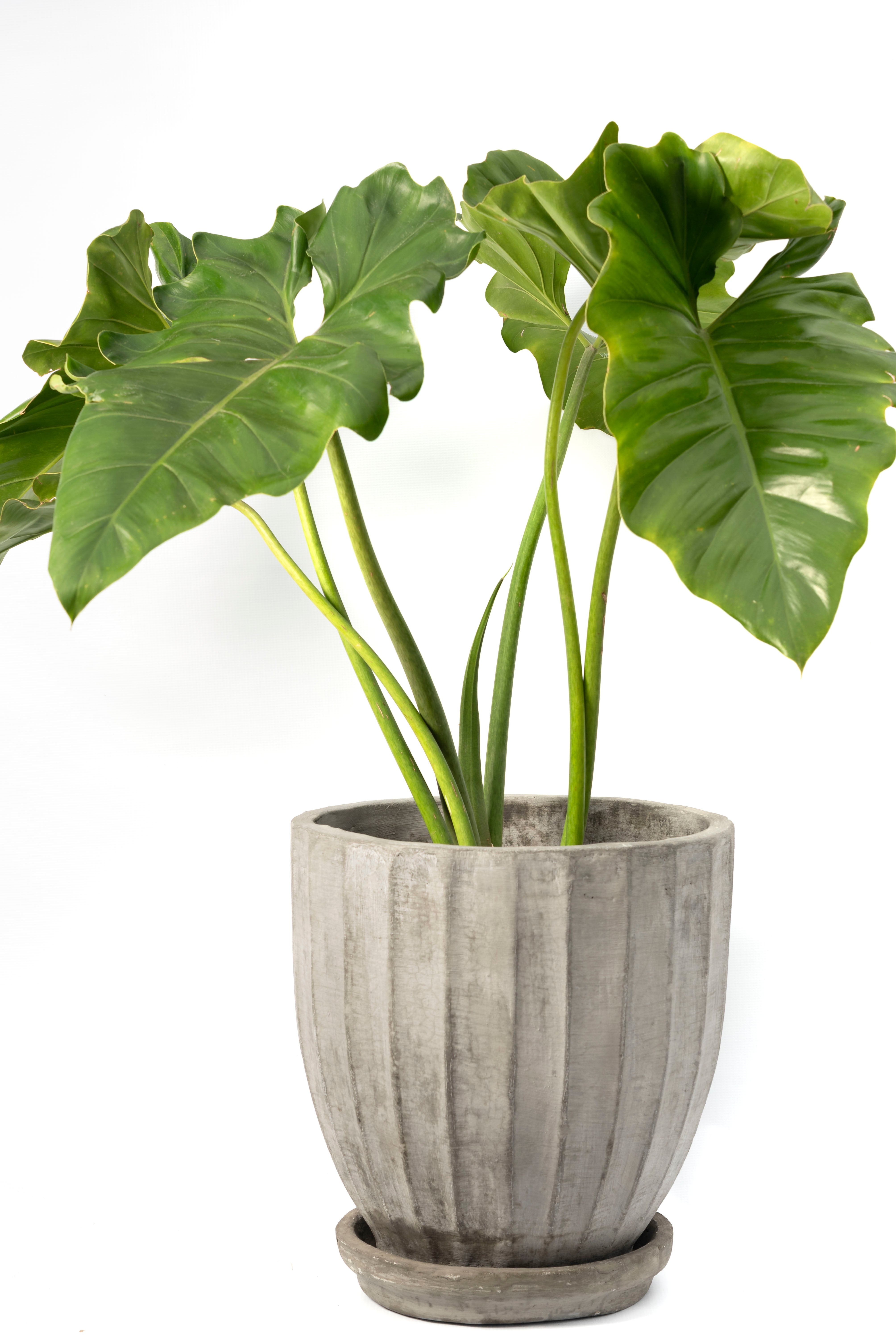 MACETA CALIPSO PULIDA DE 40CM + PLANTA OREJA DE ELEFANTE