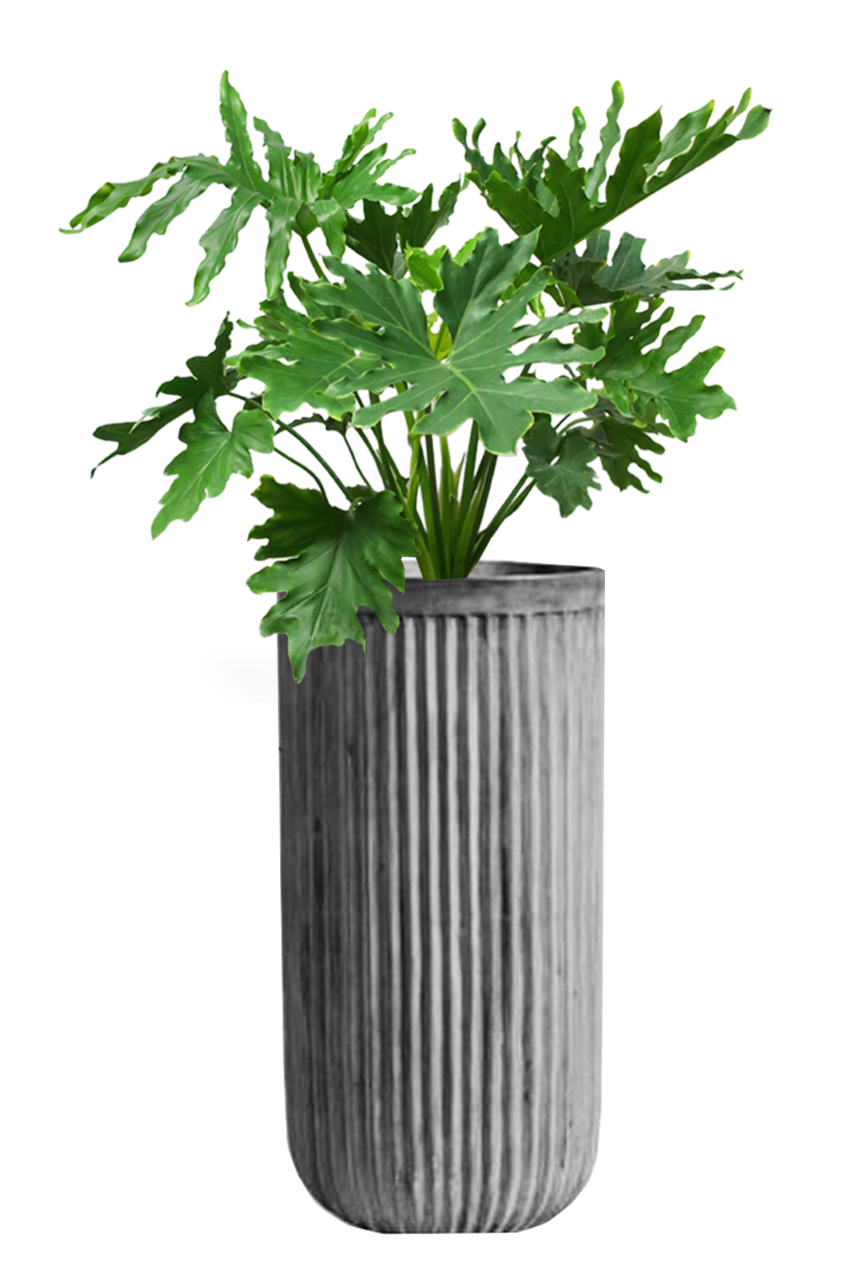 Maceta Cemento Valkira 85Hx44D pulida + Planta Philodendro Sellum