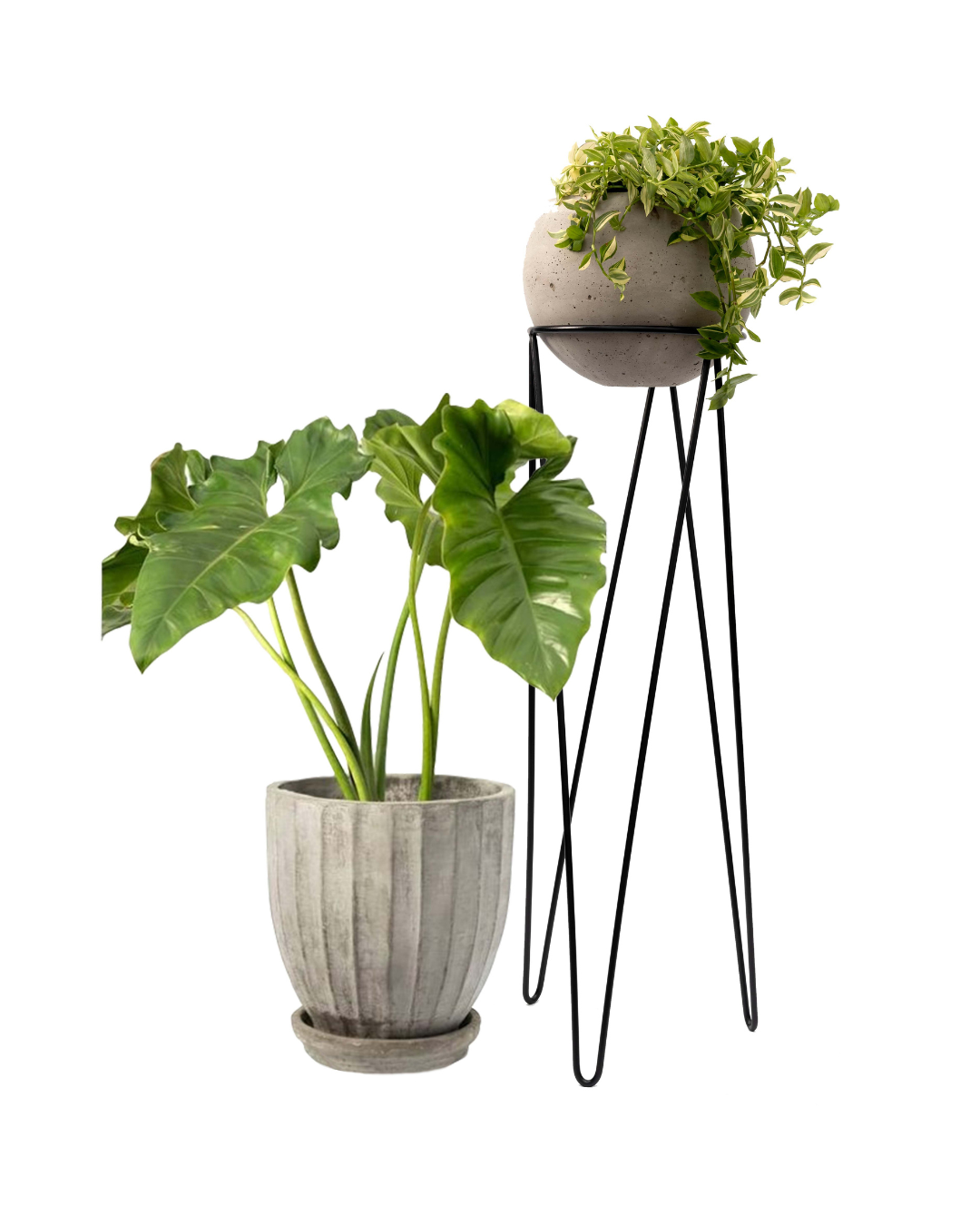 MACETA DE CEMENTO CALIPSO PULIDA + PARANTE TRIPODE DE FIERRO + ESFERA DE CEMENTO DE 30CM + PLANTAS