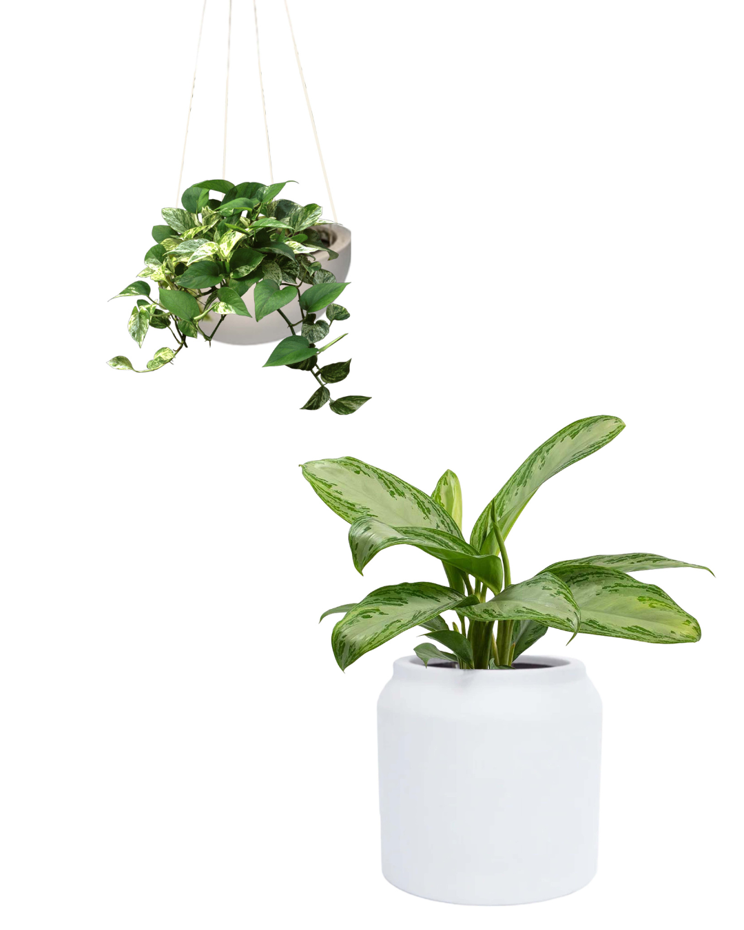 MACETA LUM DE FIBRA DE VIDRO + MACETA MEDIA LUNA COLGANTE + PLANTAS