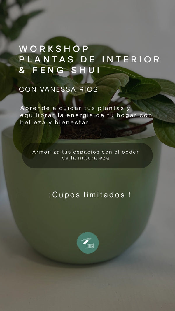 Plantas de Interior & Feng Shui