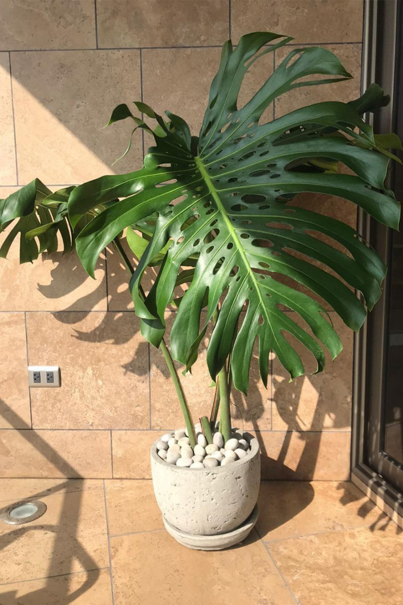 monstera deliciosa en maceta Maceta Diseño Tazón de Cemento Poroso + Planta Monstera Deliciosa