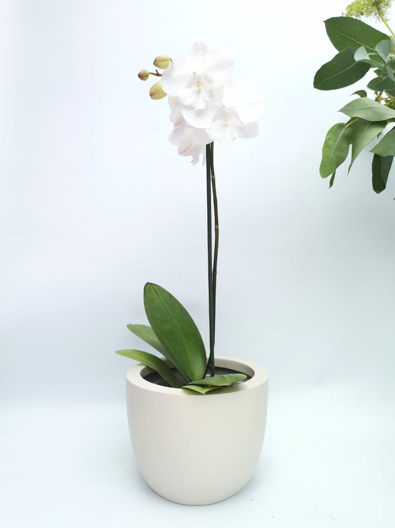 Maceta Diseño Pot de Fibra de Vidrio + Orquidea