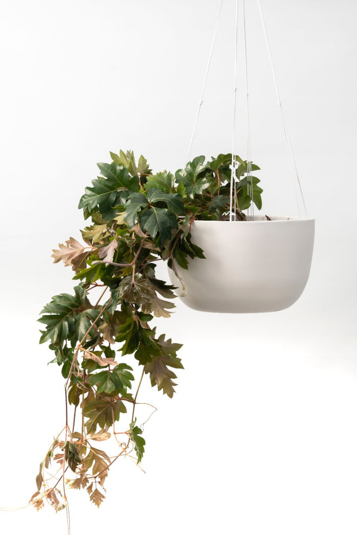 Maceta Pot de Fibra de Vidrio Colgante + Planta